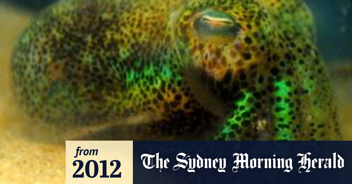 Ink or swim exhausted lover's squid pro quo